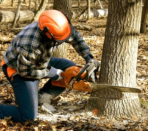 Tree Removal in Cheshire, OH